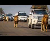 Big On Wild - Wildlife Videos