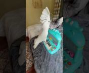 Buster The Cockatoo