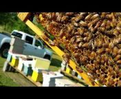 BARNYARD BEES