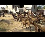 Lucky Goats Farm pushkar