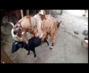 Brahmaputra goat Farm