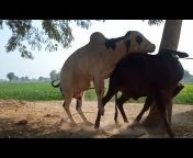Animal plant vlog Goat Donkey