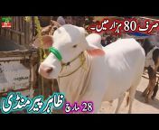 Chand TV Punjab Farming