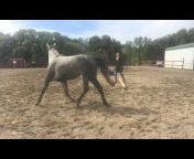 Gaye DeRusso The Majestic Rider - Gaited Horses