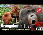 Orangutan Houseboat Tour