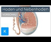Kenhub - Anatomie des Menschen lernen