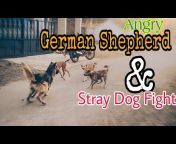 DANNY- German Shepherd Dog (GSD)