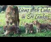 Sri Lankan Animals