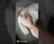 All Paws Massage