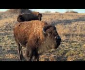 Cross Timbers Bison Clips