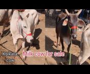 bakra Eid special cow kolkata