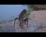 baboon sex Videos - MyPornVid.fun