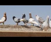 طيور حمام بلاد الشام