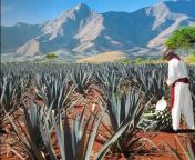Tequila Factory