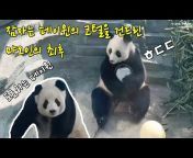 판다만 판다 Panda Video