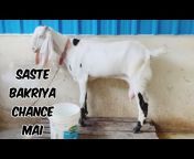 Akram Dairy Farm All pet&#39;s channel