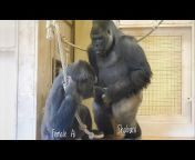 Something About Gorillas ゴリラっぱTV