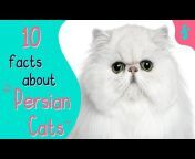 Furry Feline Facts
