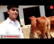 Cattle Care Daily (CCD)