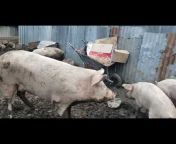 ROYAL PIG FARM