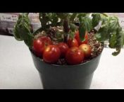 Tomato Pictures