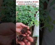 ffreedom app - Farming (Telugu)