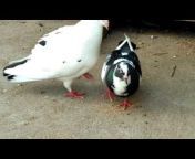 Pigeon lovers