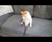 Funny And Cute Cat&#39;s Life