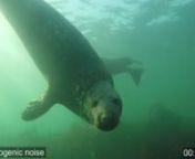 New footage reveals that gray seals (Halichoerus grypus) can clap underwater to warn off competitors and advertise to potential mates.nnMarine mammals are versatile communicators. The sounds they produce usually reflect their surroundings, with vocal signals dominating underwater and percussive behaviours (e.g. flipper slaps, breaching) at the surface. Here, we describe a novel behaviour in gray seals – underwater clapping – which breaks this well-established pattern. Like humans, male gray