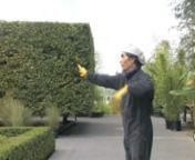 We profile Ikebana master and installation artist Tetsunori Kawana on his second year bcak at The New York Botanical Garden, constructing a giant bamboo sculpture as part of Kiku: The art of the Japanese Chrysanthemum.