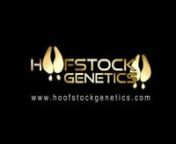 Ultralite Films produced this company documentary/educational film for Hoofstock Genetics - one of the world&#39;s leading ruminant embryo transfer, in vitro fertilization, and artificial insemination companies working primarily in cattle and deer production. www.hoofstockgenetics.comnnwww.ultralitefilms.com - Ultralite Films is an Austin, Texas video production company that crafts brand films, documentaries, and commercials to tell meaningful stories and inspire others. We partner with the world&#39;s