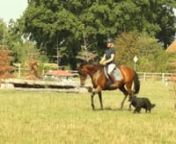 Miss Jones being a perfect old ladies&#39; horse. She is 13yo Welsh Partbred (mostly TB and Arab with a touch of Section D) standing 14.2h. Good on trails, would make a perfect games pony as well. Very easy with other horses, lots of forward button so not suited for complete beginners. Good to load, bath, trim, always been barefoot with us, never sick or sorry, comes to call, loves work. And dogfriendly as shown here.nMiss Jones als perfektes Pferd für die ältere Dame. 13j. Welsh Partbred Stute ~1