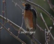 Just an example of native birdlife in my Kitchener, Ontario, Canada neighbourhood.This footage was shot with a Canon 5D Mark 2, 100-400mm L telephoto lens, plus stacked Canon TC II 1.4 + 2 teleconverters, giving an effective focal length of 1120 mm.The birds&#39; calls were recorded with an external Rode Videomic microphone equipped with a