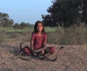 Snake catchers daughter Kajol from the village of Ghatampur in India wants to follow in her fathers footsteps.nShe lives, sleeps and eats with the worlds most dangerous snakes, King Cobras, treating them like pets. nEven though she is only 8 years old she has already left school to learn from her father and brother who both catch snakes in homes and businesses in the town.