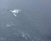 Dalls porpoise riding in the wake of the M/V Malaspina in Southeast Alaska waters. 15 seconds.