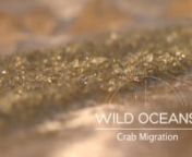 Animal migrations aren&#39;t all about enormous herds of antelope or huge flocks of birds. In our latest Wild Oceans episode, witness a remarkable and rare mass migration as thousands of tiny paddler crabs (Varuna litterata) swim upstream to the fresh waters of South Africa&#39;s Ngoboseleni lake system.
