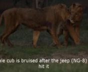 During a visit to the Lahore Safari Park, I was shocked to see these 4 men in a black SUV chase lion cubs, as the keepers watched helplessly. Despite numerous complaints, they said they couldn&#39;t do anything. The SUV (NG-8 Islamabad) almost ran over the cubs. They also bruised a male cub. They threw water and confetti on the cubs.nAs they drove the jeep up the small hill, a mudguard broke off and was later seen being chewed by one of the cubs. I really wish someone could teach these spoiled brats