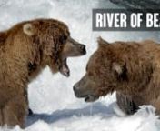 DVDs and online viewing options are available for purchase at www.riverofbearsmovie.comnIntroductory sale: FREE domestic shipping through Jan. 5th!nnRIVER OF BEARS explores the legendary McNeil River Alaska State Game Sanctuary. During the summertime it hosts the largest congregation of brown bears in the world. Bears come from hundreds of miles to the sanctuary to mate, raise cubs, and dine on the abundant sedge grass and salmon. On a typical day in July over fifty bears can be seen at the McNe