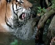 This is the file we host w/ VidPic AR so that when people download the app and scan the image, it plays this video.See ARzoo.mennTJ the tiger is world famous for his love of splashing around like crazy in the water.The video footage, shot by volunteer videographer, Jeromy Hogue, captures the beauty, excitement and power of this graceful tiger in slow motion video.nnBig Cat Rescue provides enrichment to the cats to relieve the boredom of captivity, and this video illustrates how the exotic