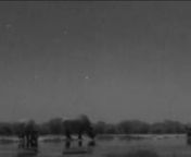 We had the perfect location to showcase our Lunax HD Starlight camera when filming the rare and mysterious black rhino in Southern Africa. The moon shone brightly every night through wonderfully clear skies and the rhino appeared out of the shadows and revealed behaviour never seen before. I feel very lucky to have been there with them.nRhinos everywhere are at great risk from poaching and the numbers killed each year is rising dramatically. If you would like to find out more about black rhino c