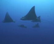 The Doc DeMilly is a seldom visited artificial reef that lies south of Miami in 150 fsw. This movie was made on 16-Jun-2007 from the RJ Diving Ventures boat. On this memorable dive (also my 400th!) we saw goliath groupers and an amazing school of eagle rays.