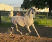 Arabian Breeders World Cup reserve champion Arabian Mare. Sired by Travis MSC and out of *Ala AHSB.