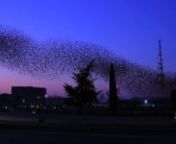 Clouds of starlings from central Europe gather in Provence in winter, because of the climate and the feeding conditions. They come in December and go back in March. They rest during the night in pine-trees. They sometimes get attacked by raptors, such as peregrine falcons and sparrow-hawks. The video was shot in 2012 and 2013 near AVIGNON (south-east of FRANCE).nThis film was awarded