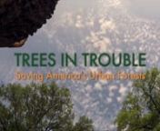 A film by Andrea TorricennAvailable for educational use from Bullfrog Films: www.bullfrogfilms.com/catalog/tntn.htmlnnTREES IN TROUBLE tells the story of America&#39;s urban and community forests: their history, their growing importance to our health, economy and environment - and the serious threats they now face. Through stories of everyday people on the frontlines of change, the film will show how community-wide efforts can save and protect our urban forests for future generations. Designed for a
