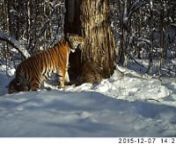 This wonderful video was got from Bastak Nature Reserve, Jewish Autonomous Province, Russian Far East. The images and video received from camera traps placed in the protected area proved that the young tigress Cinderella (Zolushka) has adapted quite well after her release back into the wild in 2013. The video shows the tigress playing with her two cubs. It is the first tiger litter in the Jewish Autonomous Oblast in more than sixty years!