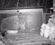 In this film we see Hedgehog Bramble eating his dinner when he is assaulted by Hedgehog Noah which I can only surmise is a territorial behaviour by Noah about protecting his food.nThis is troublesome as we want all our hedgehog visitors to be well fed and without stress, for which reason we have a number of feeding bowls and locations around the garden.nnHedgehogs are solitary by nature and males (boars) and females (sows) do not pair bond to raise young (hoglets). The sow is responsible for the