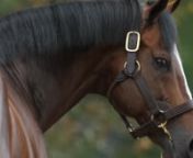 Gainesway Stallions: Tapizar
