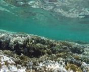 RECORD OCEAN TEMPERATURES CAUSING CORAL BLEACHING ACROSS HAWAIInAgencies Focusing on Steps People Can Take to HelpnnAs predicted, coral reefs across Hawaii from Kure Atoll, the northernmost land feature in the Hawaiian Archipelago, to Hawaii Island are starting to feel the effects of coral bleaching.This is a result of coral sensitivity to rises in ocean temperatures as small as 1-2 degrees.Climate experts from the National Oceanic and Atmospheric Administration’s (NOAA) Coral Reef Watch p