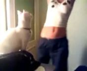 Naughty Cat watching hot belly dance