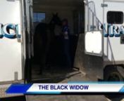 The Black Widow 19 8 15 from black widow 19